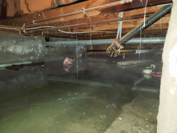 Best Local water damage restoration  in Coburg, OR